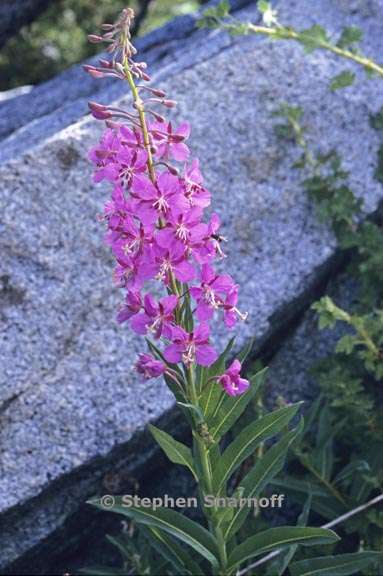 chamerion angustifolium ssp circumvagum 1 graphic